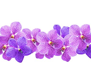 Purple orchids ( Vanda ) clipart