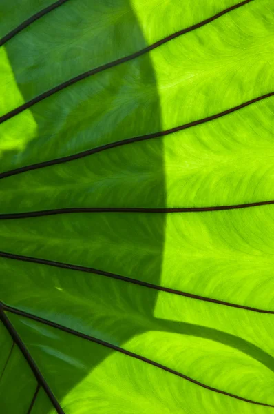 Green leaf large. — Stock fotografie