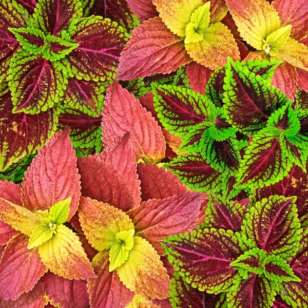 Bela Multi colorido de folhas (urtiga pintada - coleus  ) — Fotografia de Stock
