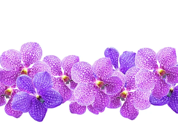 Purpurové orchideje (Vanda ) — Stock fotografie
