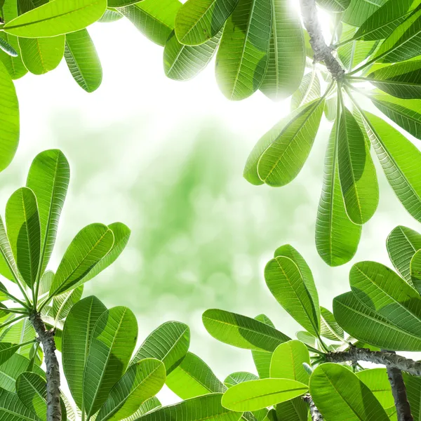 Hojas verdes del árbol frangipani Fotos De Stock