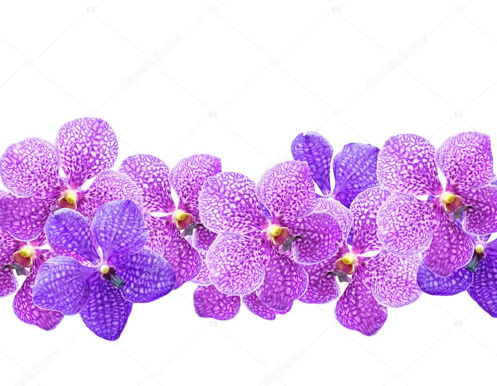 Purple orchids ( Vanda )
