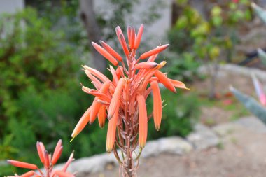 Aloe maculata flower clipart