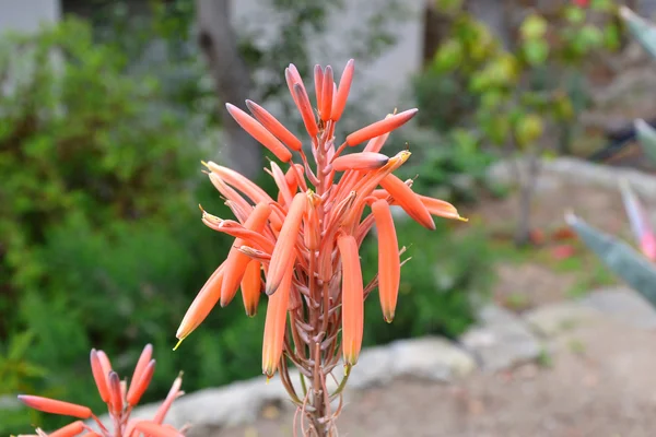 Aloe maculata çiçek