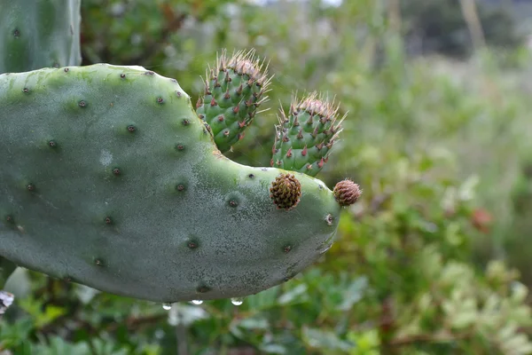Kaktus och kaktusfikon — Stockfoto