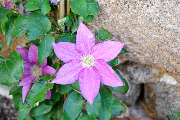 stock image Clematis 