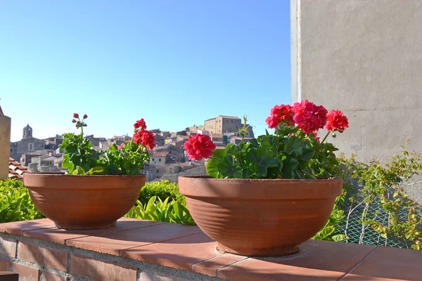 Geranium potten op een balkon — Stockfoto