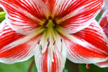 Nergis zambağı - Hippeastrum vittatum