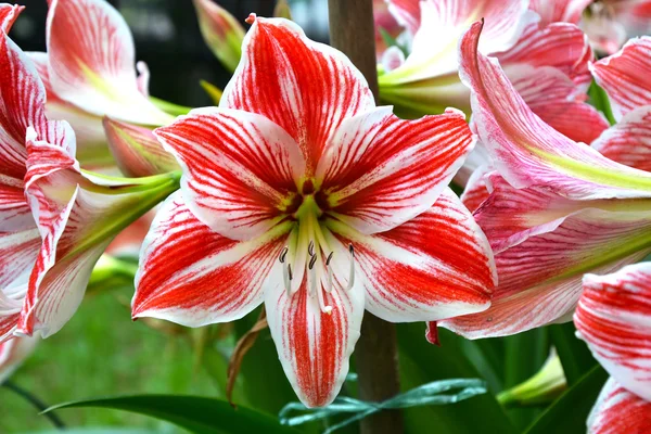 stock image Amaryllis - Hippeastrum vittatum