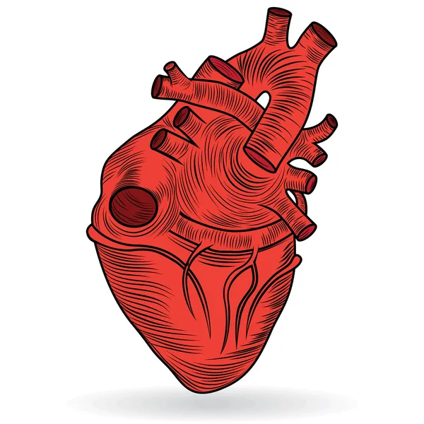 Διάνυσμα κουμπί ή το εικονίδιο μιας ανθρώπινης καρδιάς — Διανυσματικό Αρχείο