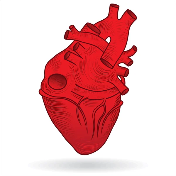 Bouton vectoriel ou icône d'un cœur humain — Image vectorielle