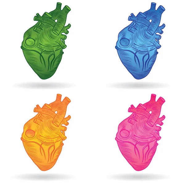Векторная кнопка или икона человеческого сердца — стоковый вектор