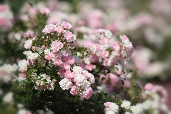 stock image Pink Roses