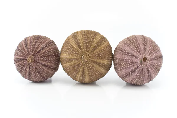 Three sea urchin shells — Stock Photo, Image