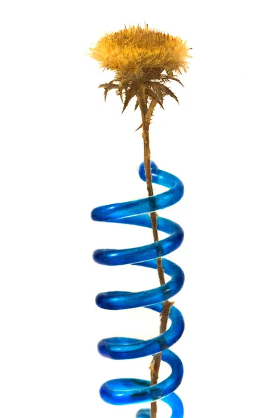 Flor seca e água em espiral — Fotografia de Stock