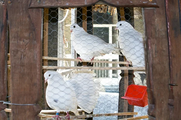 Tres palomas blancas en una jaula — Foto de Stock