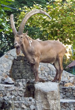 Siberian ibex clipart