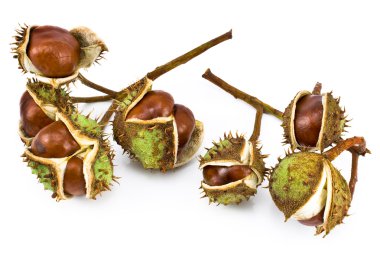 Chestnut berries clipart