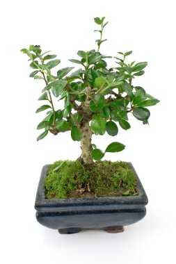 Yeşil bonsai ağacı