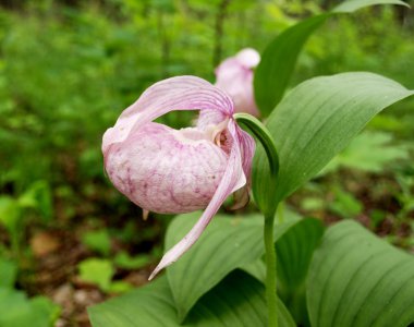 Pink Lady's Slipper clipart