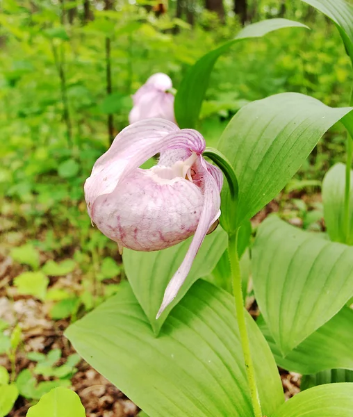 Pink Lady's Slipper in forrest — Stock Photo, Image