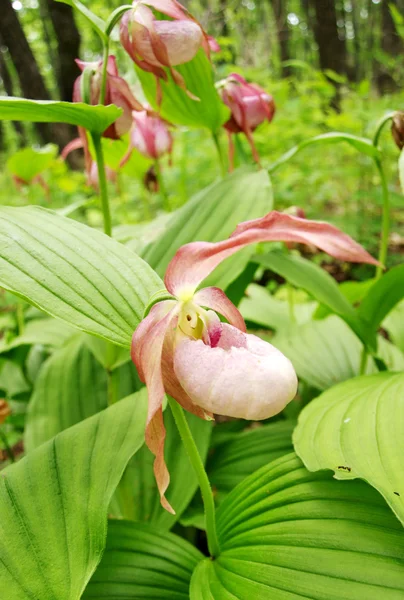Pink Lady's Slippers — Stock Photo, Image