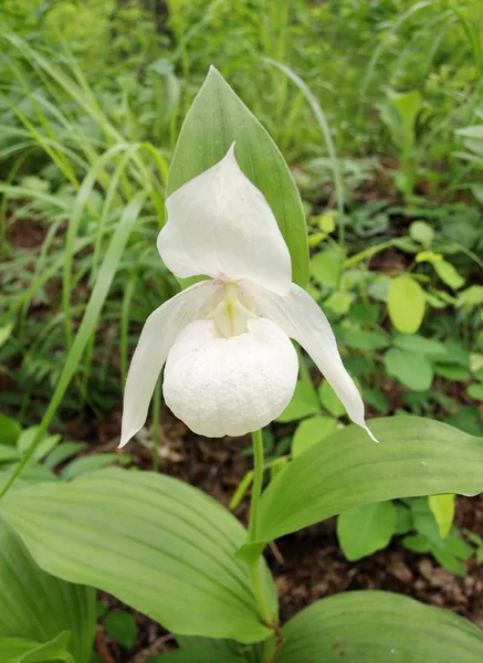 White Lady Slipper Orchid — Stock Photo, Image