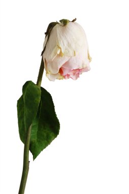 Wilted rose of pale pink color with one leaf clipart