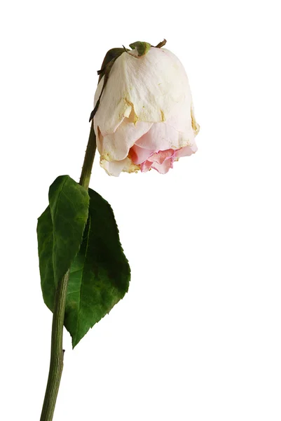 Wilted rose of pale pink color with one leaf Royalty Free Stock Images