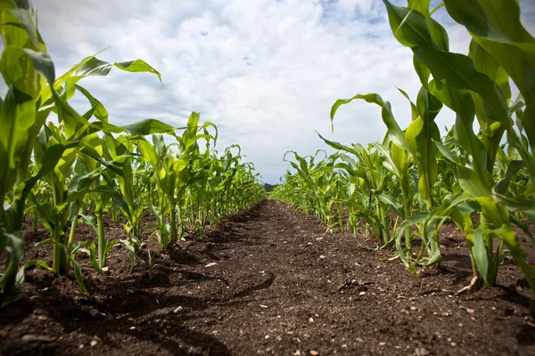 Corn field Stock Image