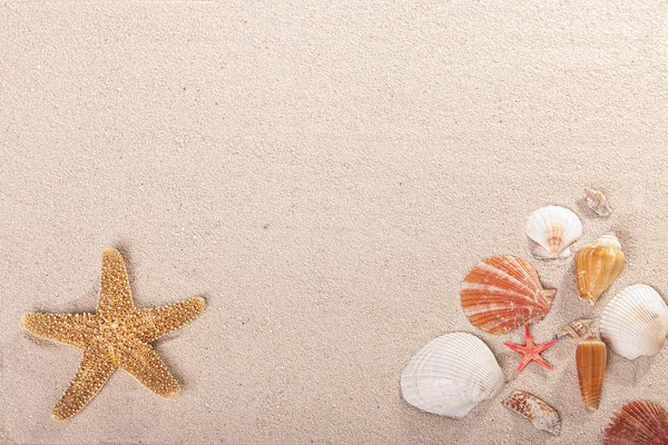Sjøstjerner og sjøstjerner på sand – stockfoto