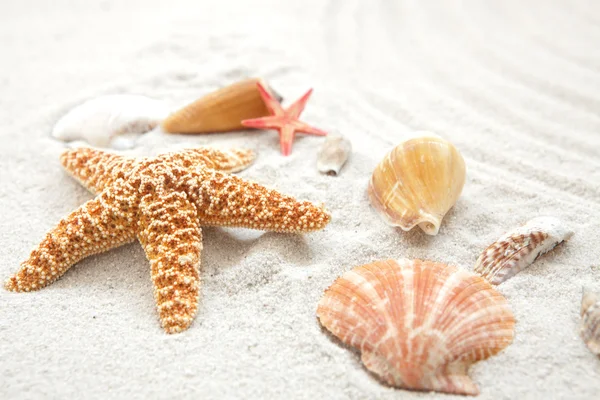 Cáscara de mar y estrellas de mar sobre arena —  Fotos de Stock