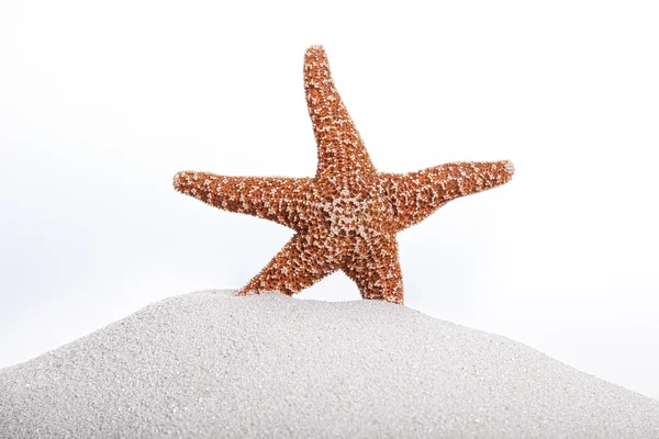 Sjøstjerner i sand – stockfoto