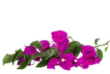 Brunch of bougainvillea flowers