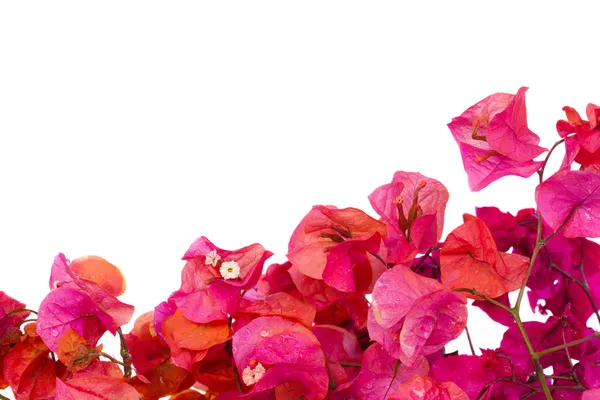 Bougainvillea virágok keret — Stock Fotó