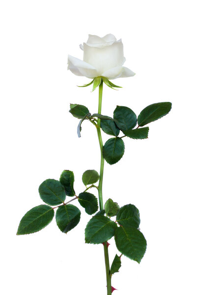 Одна белая роза

