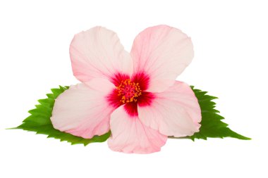 Hibiscus flower clipart