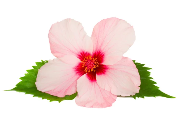 Hibiscus flower — Stock Photo, Image
