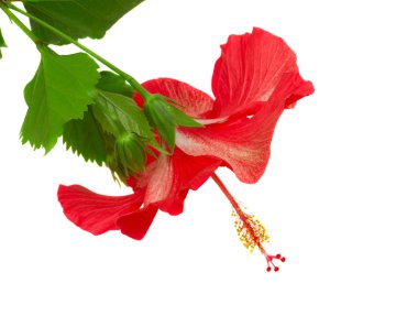 hibiscus çiçek kırmızı