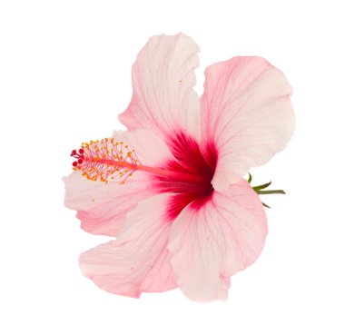 Pink hibiscus flower clipart