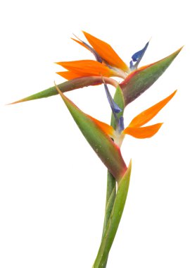 Strelitzia flower clipart