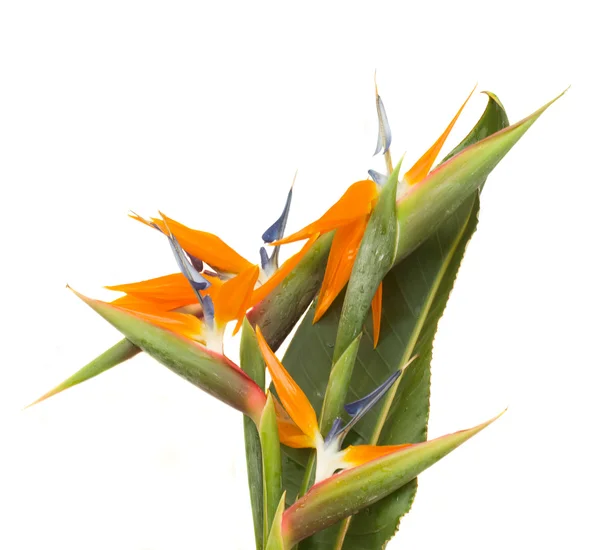 Букет стрелицких цветов — стоковое фото