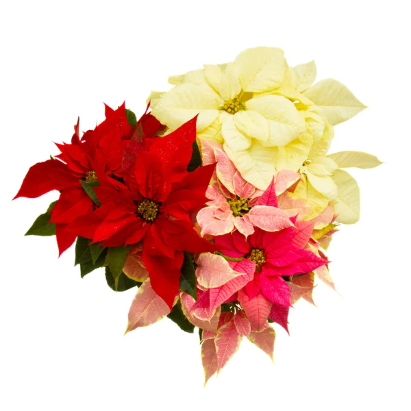 Flor de Poinsettia - estrela de Natal — Fotografia de Stock