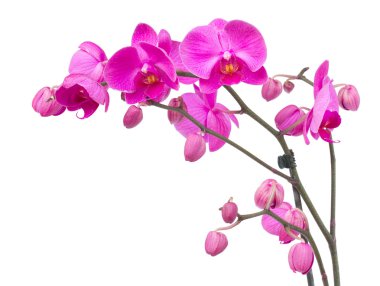 Orchid flowers clipart