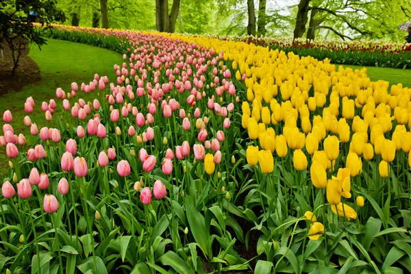 화려한 꽃밭 — 스톡 사진