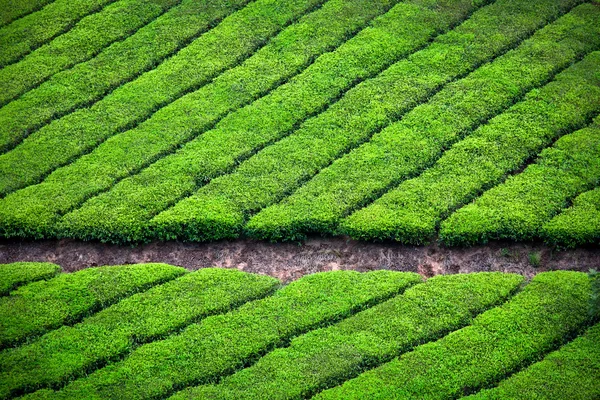 Чайная плантация в Муннаре — стоковое фото