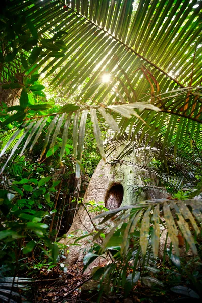 Selva tropical —  Fotos de Stock