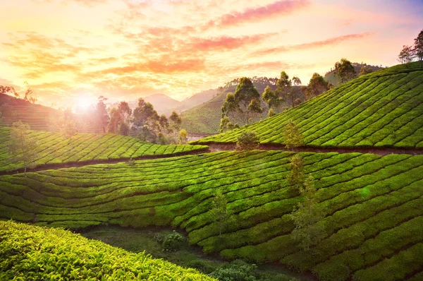 Piantagione di tè a Munnar — Foto Stock