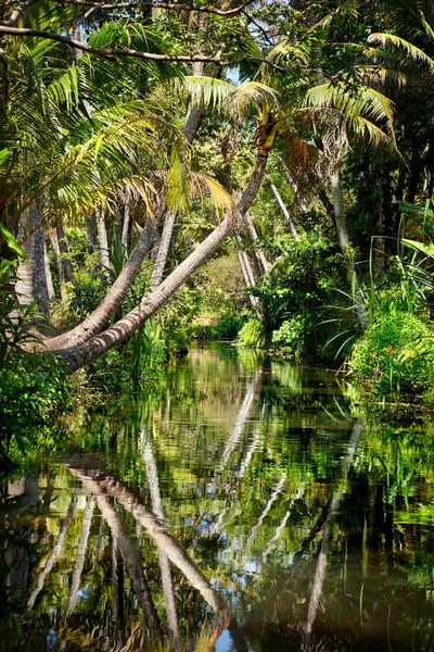 Backwater in jungle — Stock Photo, Image