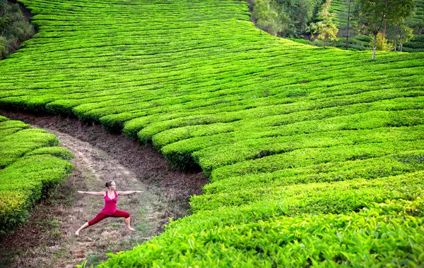 Yoga savaşçı poz çay tarlaları — Stok fotoğraf